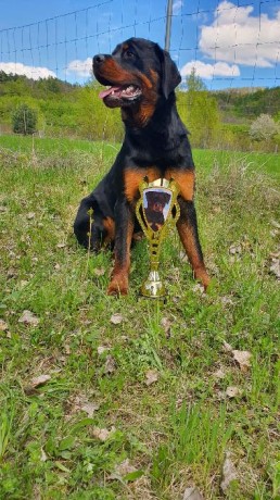 Klubová výstava mladých