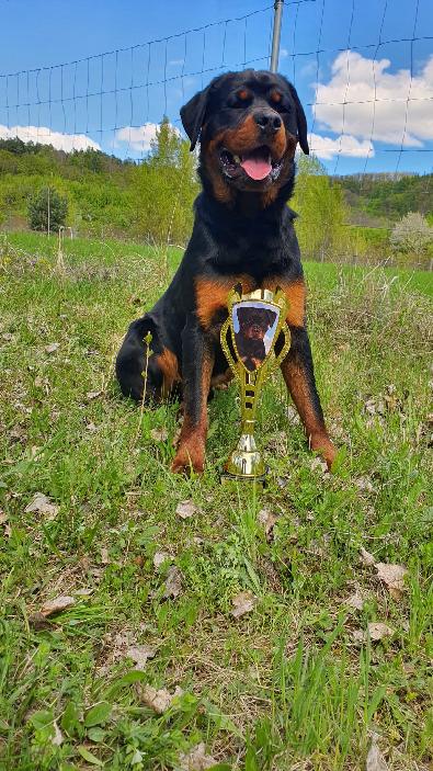 klubová výstava mladých - V2